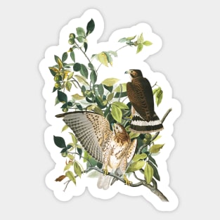 Audubon Broad-winged Hawk Sticker